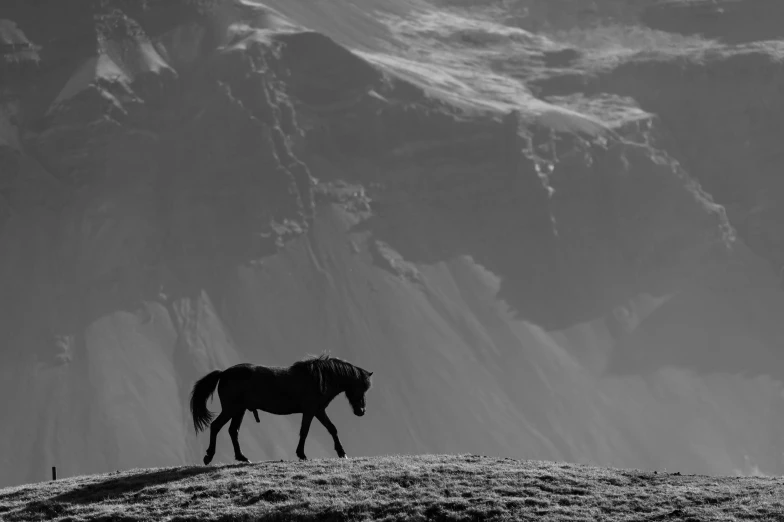 black and white pograph of a horse on top of a hill