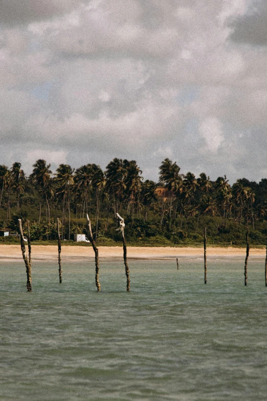 a lake with palm trees and some water