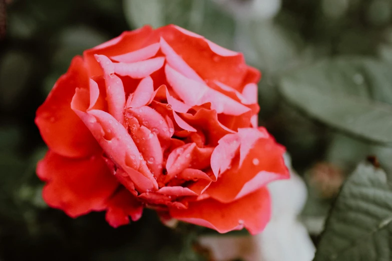 a single red flower is open to a green background