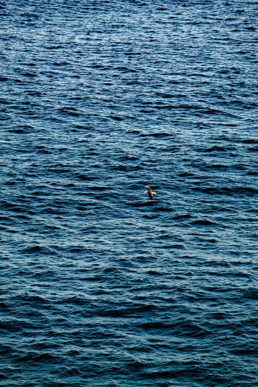 person in the middle of the ocean floating on a surfboard
