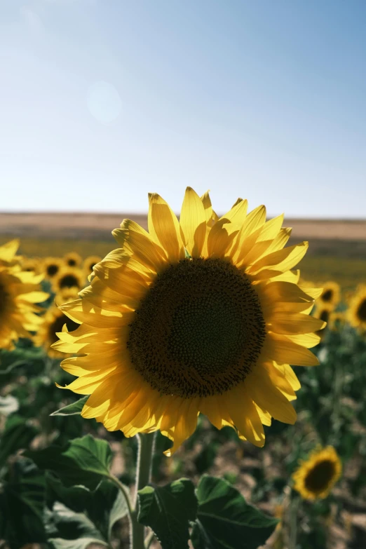 a sunflower is standing in the middle of a field of sunflowers