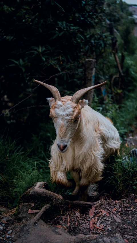 a goat that is standing on the ground in the grass