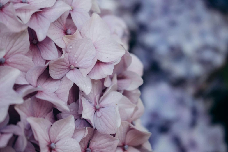 beautiful flowers growing out of the center of a garden