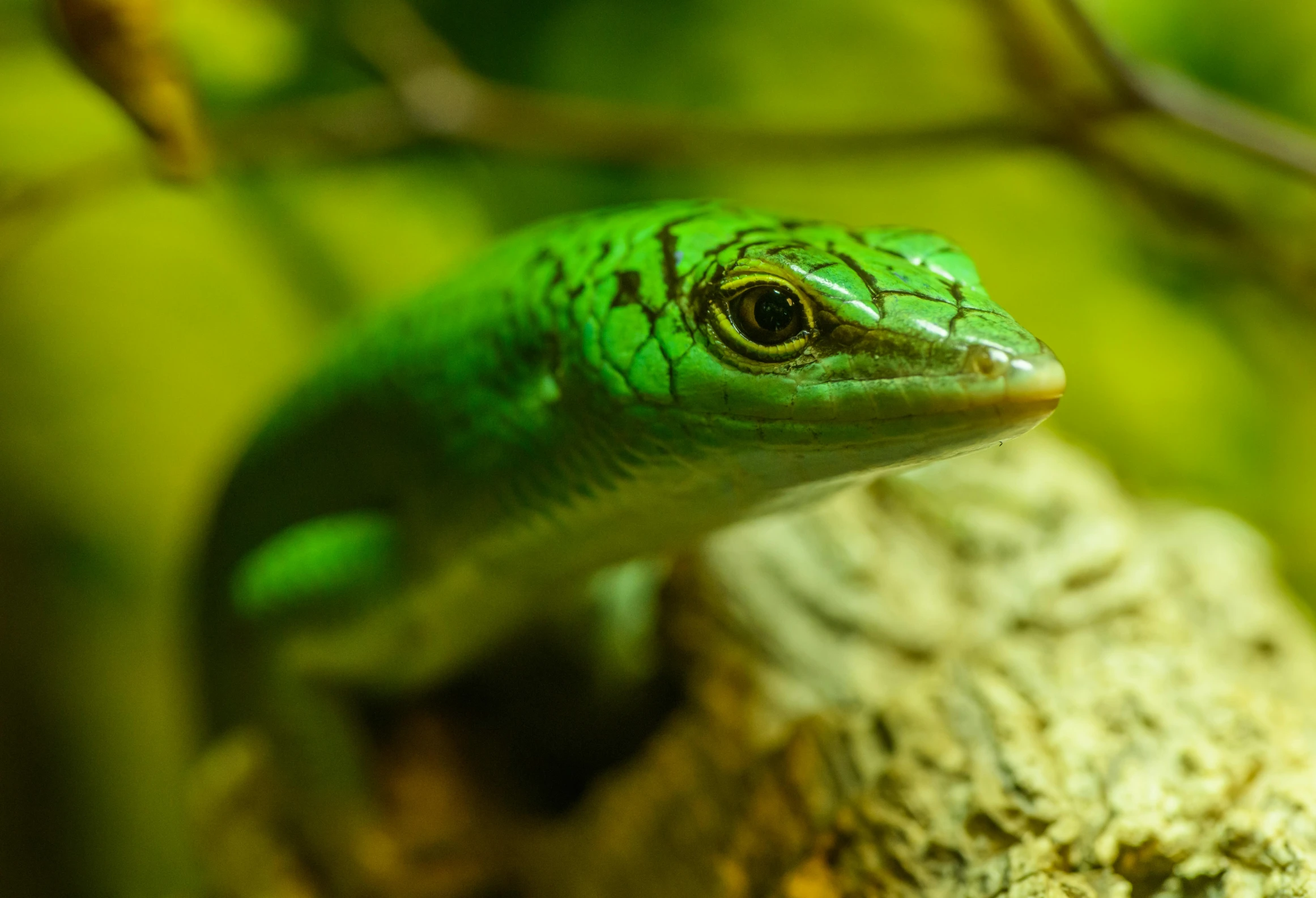a close up of a green lizard in a tree