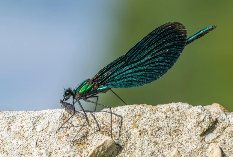 a bug sitting on top of a rock in the grass