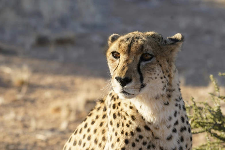 a cheetah stands near a tree in the dirt
