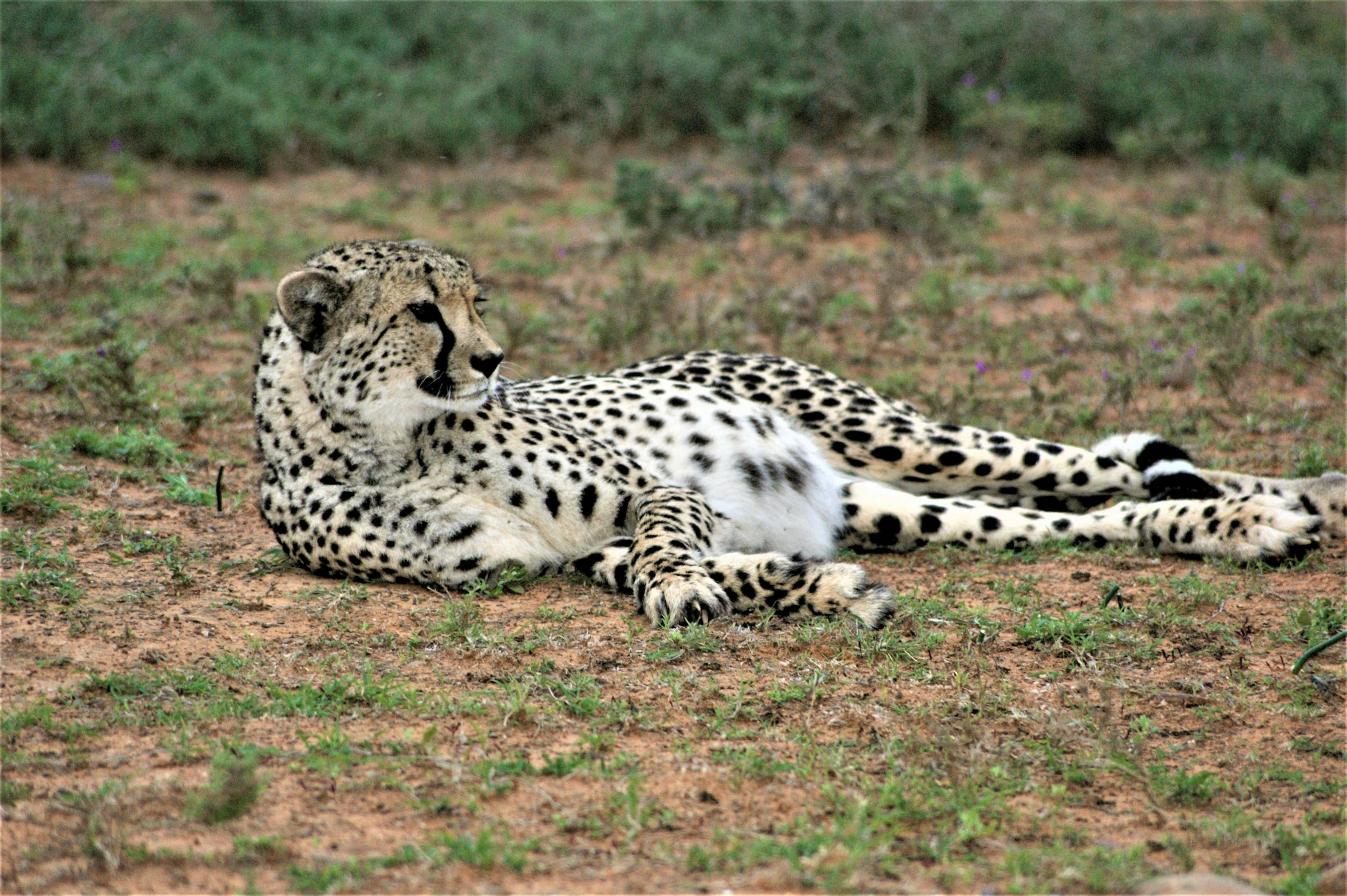 a cheetah laying on a field covered in dirt