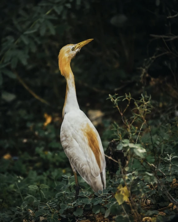 a white and yellow bird perched in front of trees