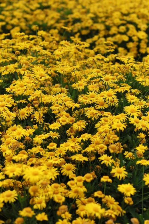 yellow flowers blooming on an overcast day