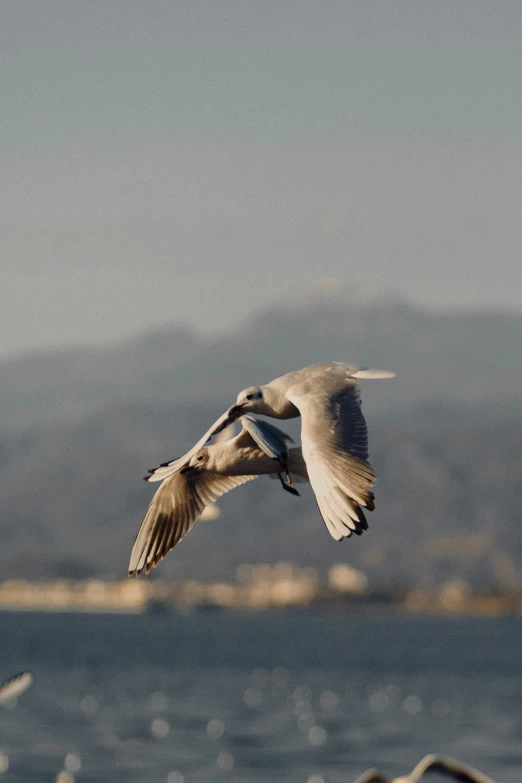 a bird is flying over the water