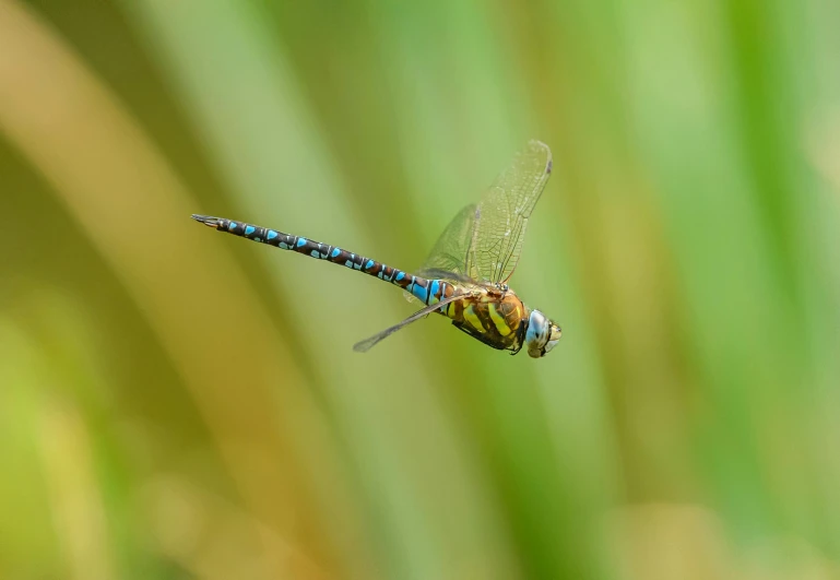 two small colorful dragonflies sitting on top of each other