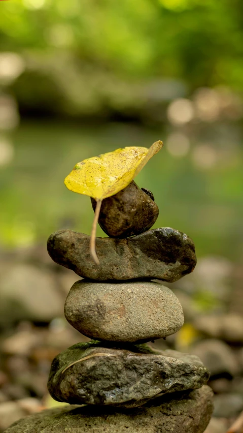 small yellow bird is on top of two stacks of rocks