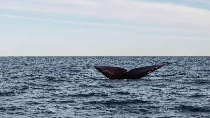 a whale tail in the water and the sky above