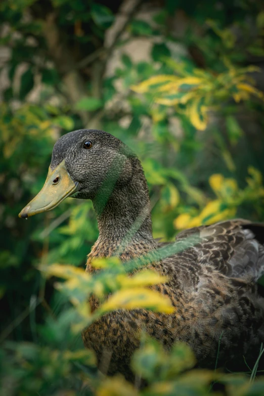 a duck is walking through the green bushes