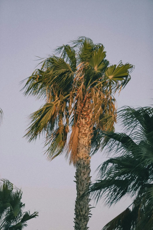 a palm tree with multiple leaves and no leaves on it