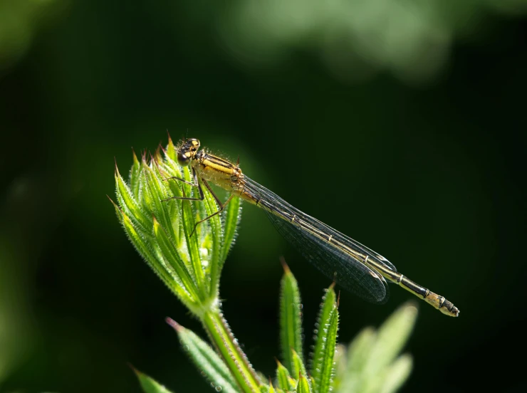 a dragon fly with yellow eyes sits on a green plant