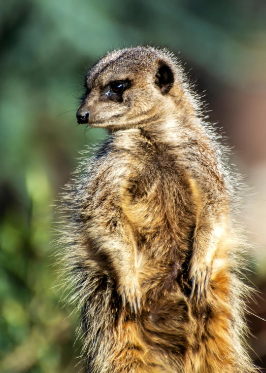 a small meerkat is standing upright in front of some vegetation