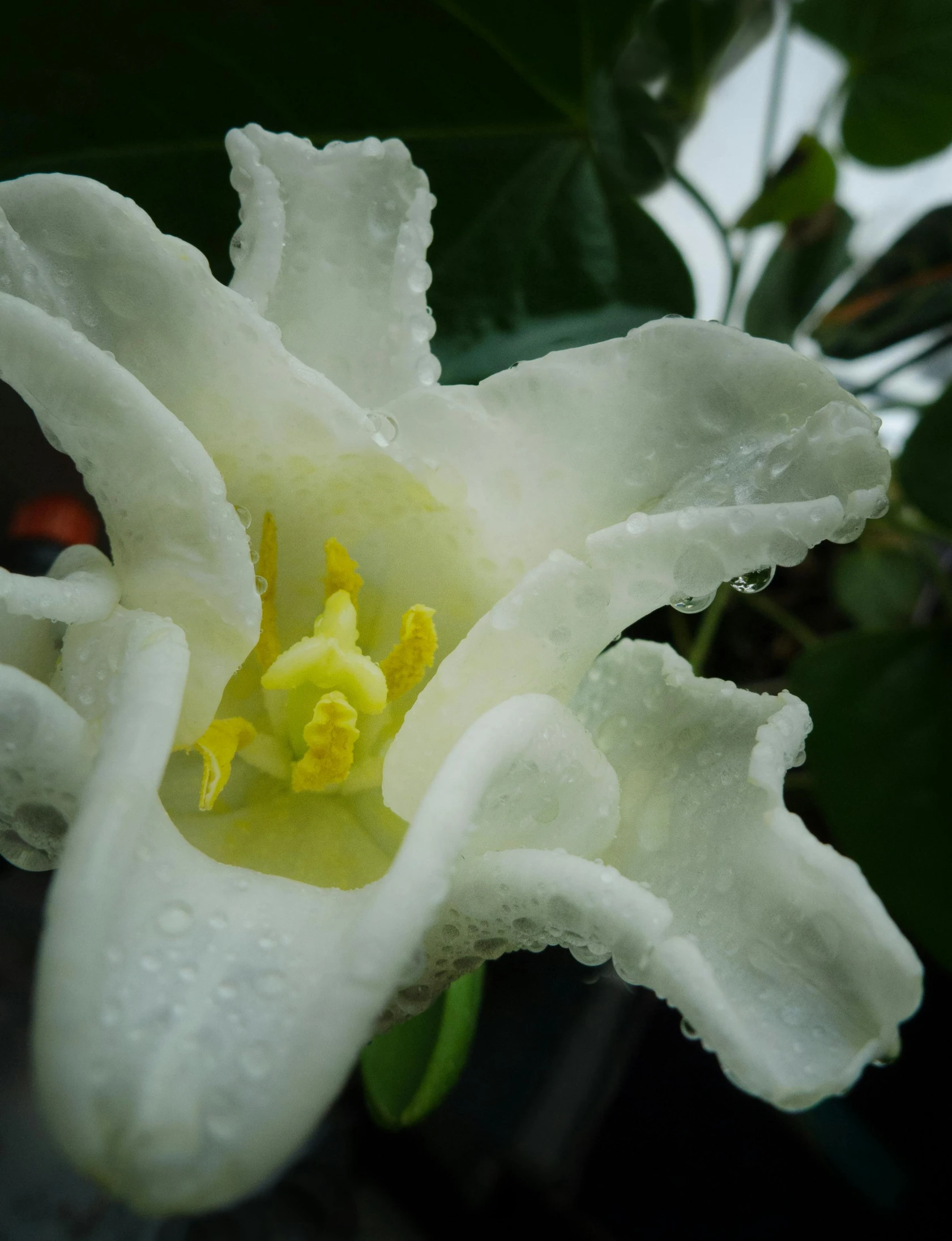 an image of a white flower with a yellow center