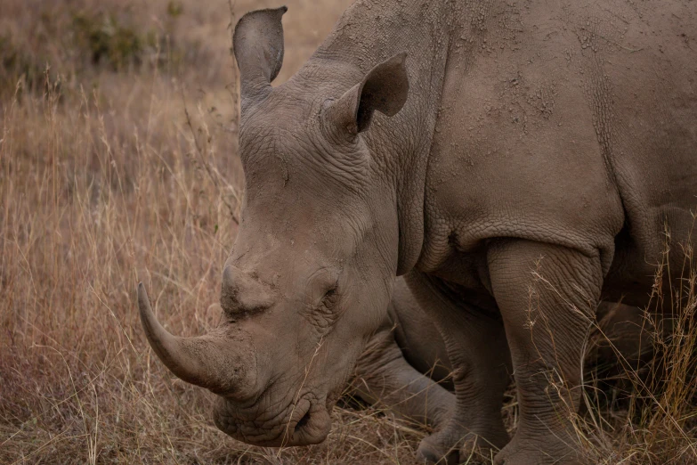 a close up of a rhino grazing in a field