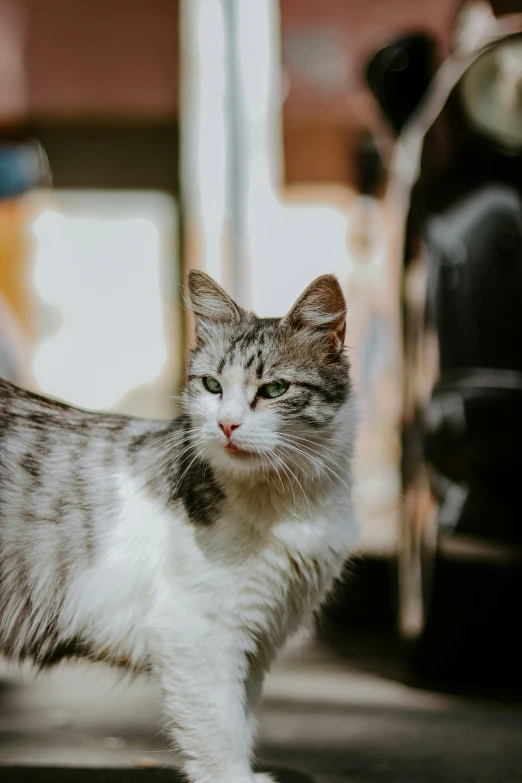 a grey and white cat standing next to a motorcycle