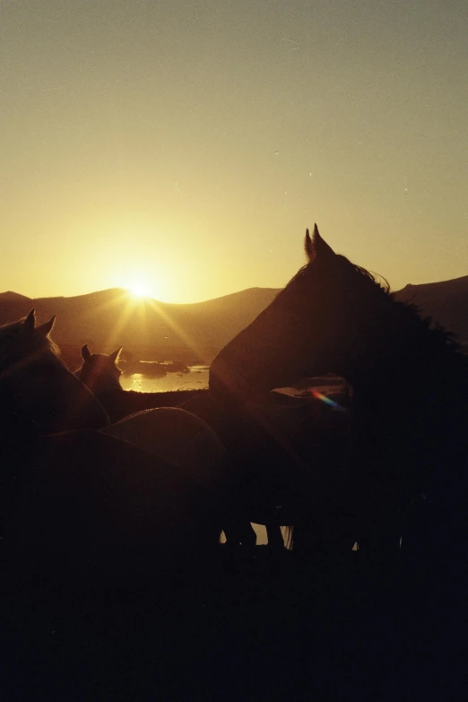 a herd of horses on the road at sunset