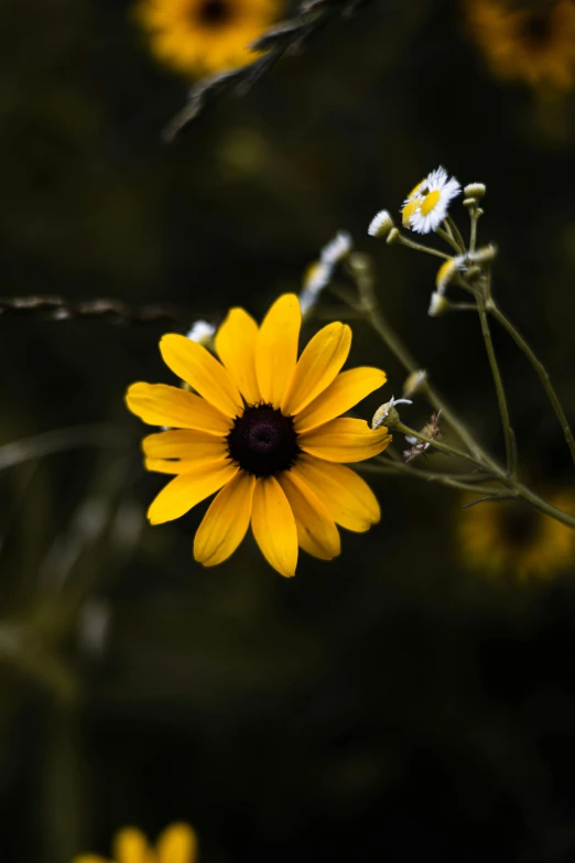 some yellow flowers and a green background