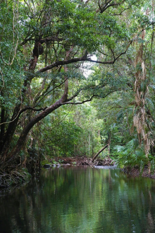 a river in the middle of a forest