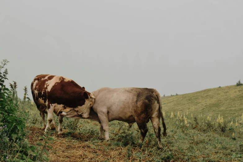 two cows grazing on a grass covered field