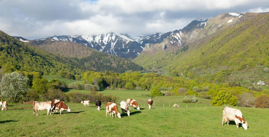 cows grazing on green grass in mountains covered in snow