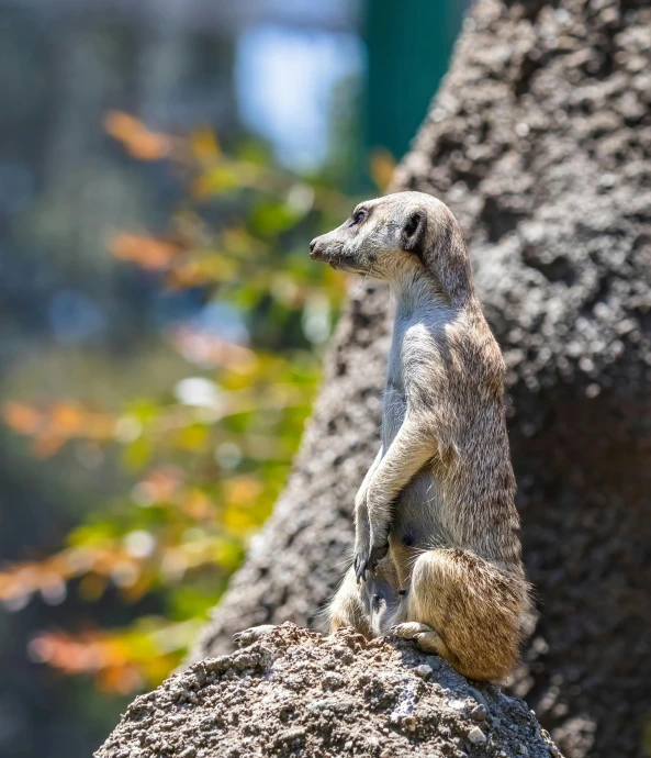 a small, young meerkat is sitting on a large rock