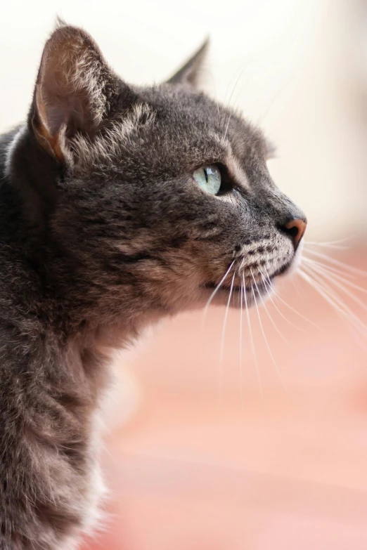 a black and grey cat staring off into the distance