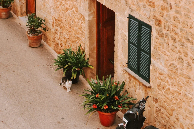 a cat that is walking in front of some plants