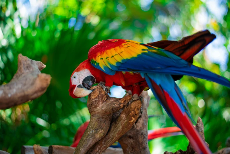 colorful parrots are interacting on a nch in the forest