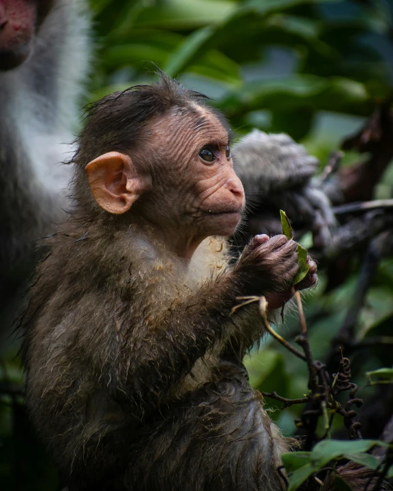 there is a monkey eating some green leafs