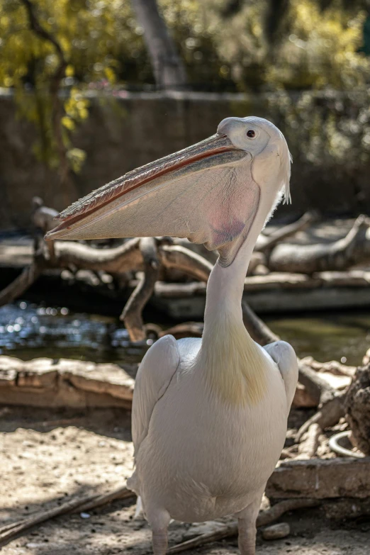 the large bird has long feathers on its head