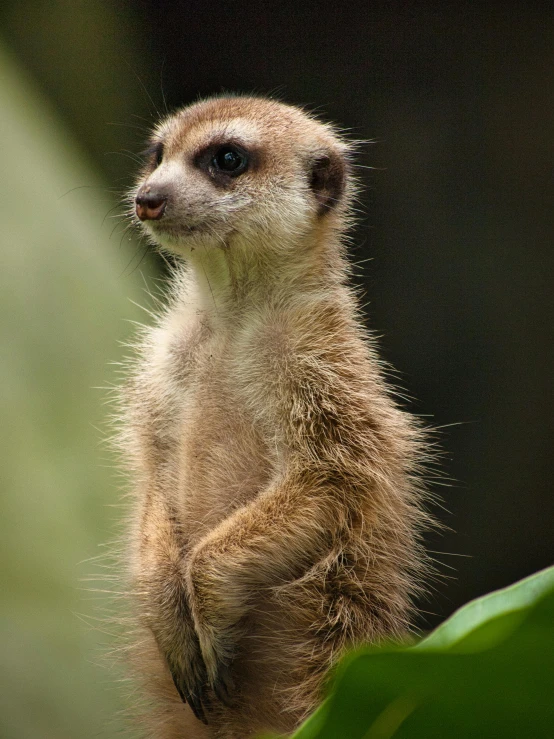 a small furry animal stands alone with his legs crossed