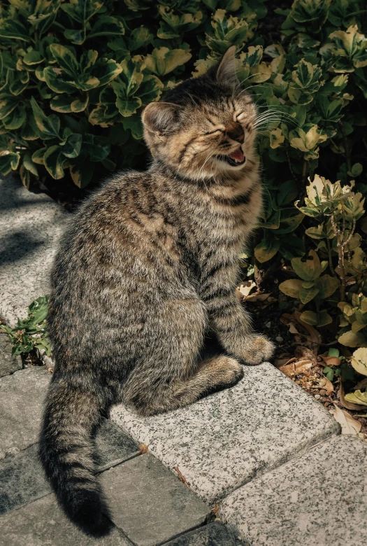 a cat sitting on some tiles near a bush