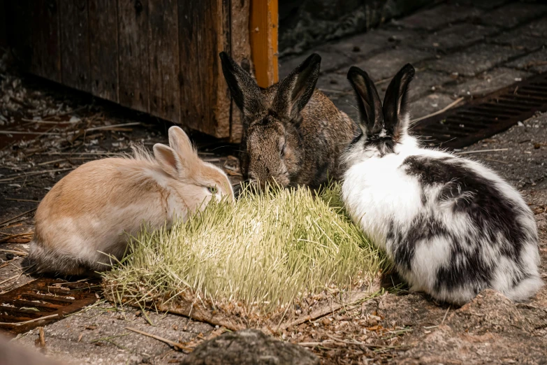 three rabbits are standing on some grass