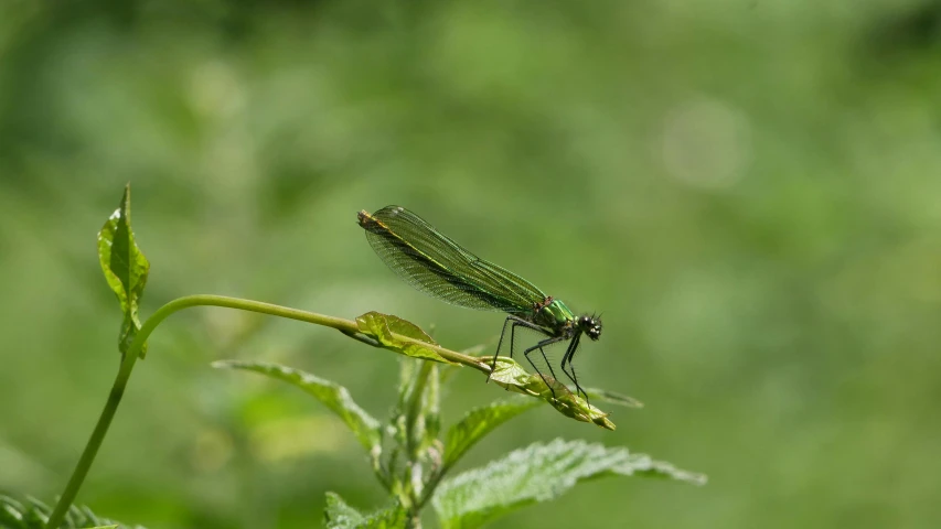 a dragon fly perches on a plant in a grassy area