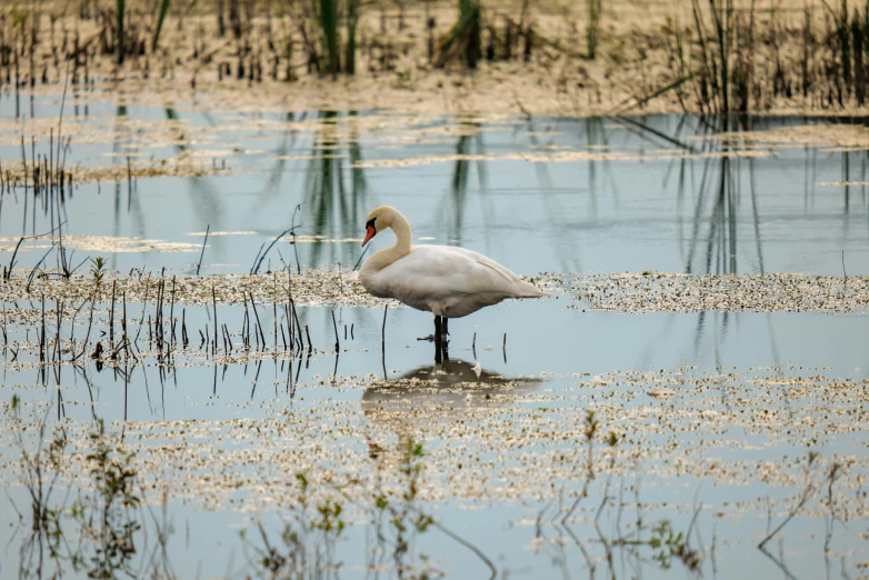 there is a bird that is standing in the water