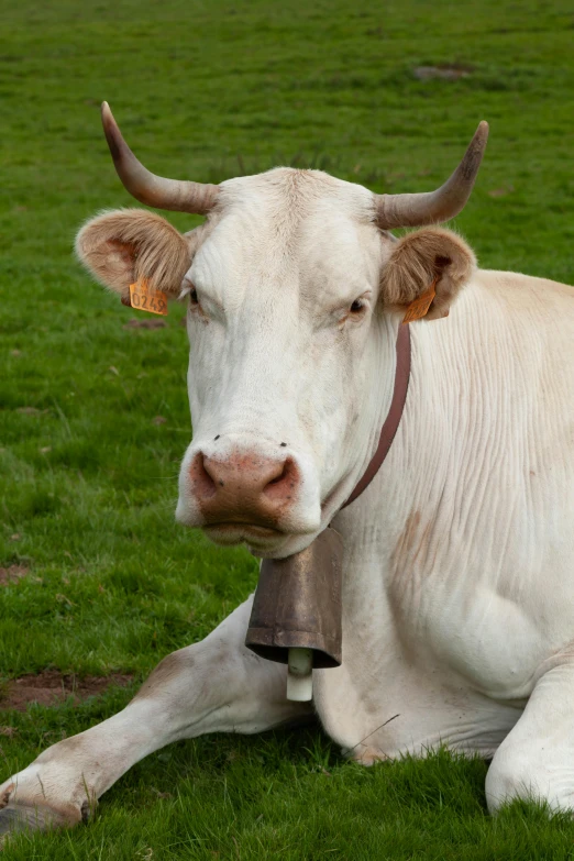 a white cow wearing a bell laying in grass