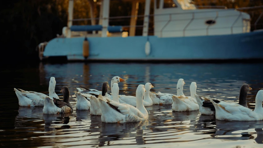 a number of ducks in the water near a boat