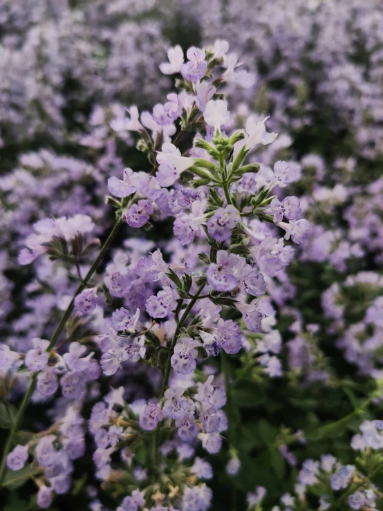 purple flowers blooming in a field on the side of the road