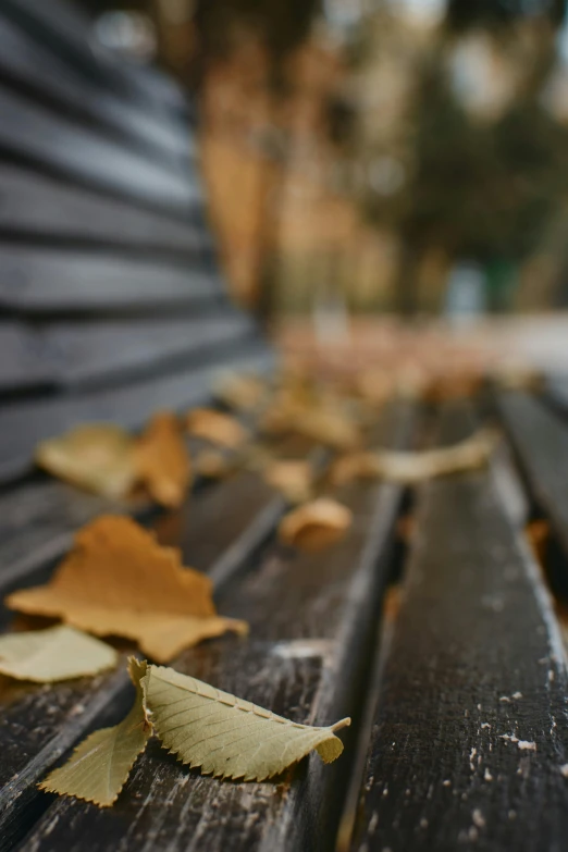 leaves cover the wood of an outdoor bench