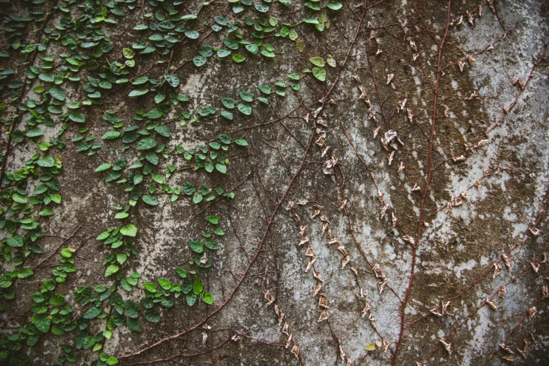 the wall with ivy plants growing on it