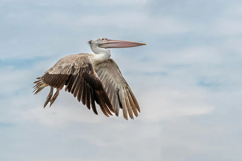 a pelican spreads it's wings while gliding through the blue sky