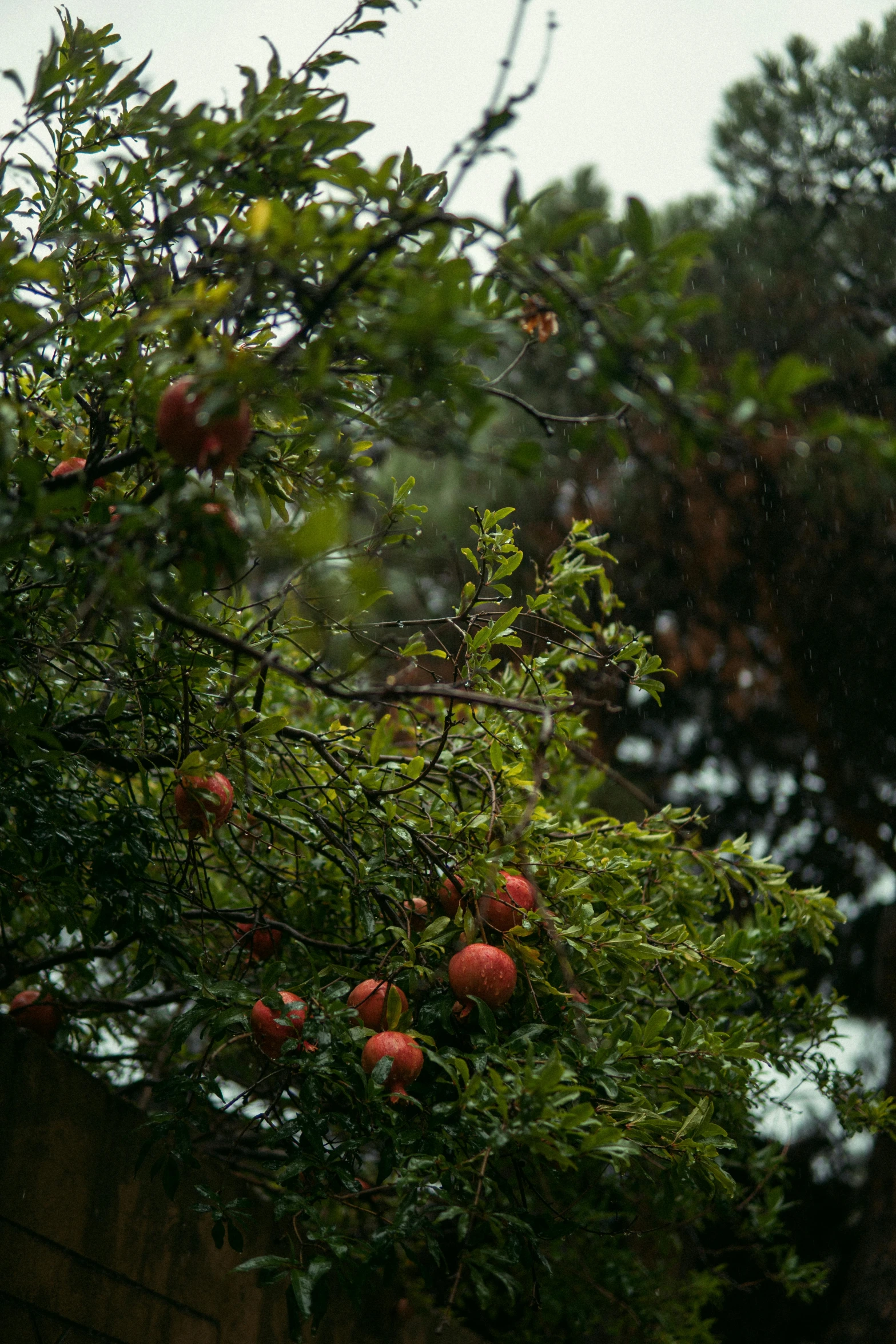 some fruit that is growing on a tree