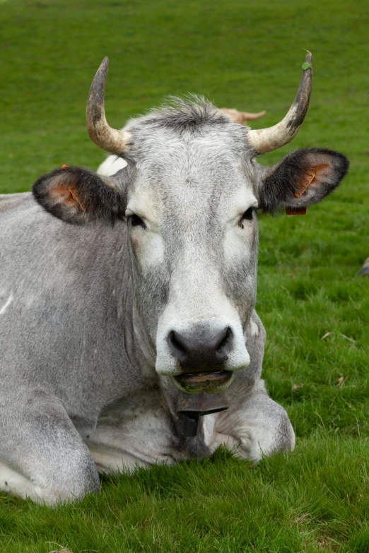 a white cow with horns and bell resting on the grass