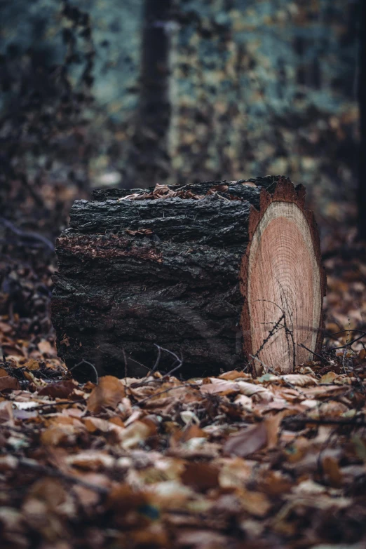 a fallen down tree trunk sits in the woods