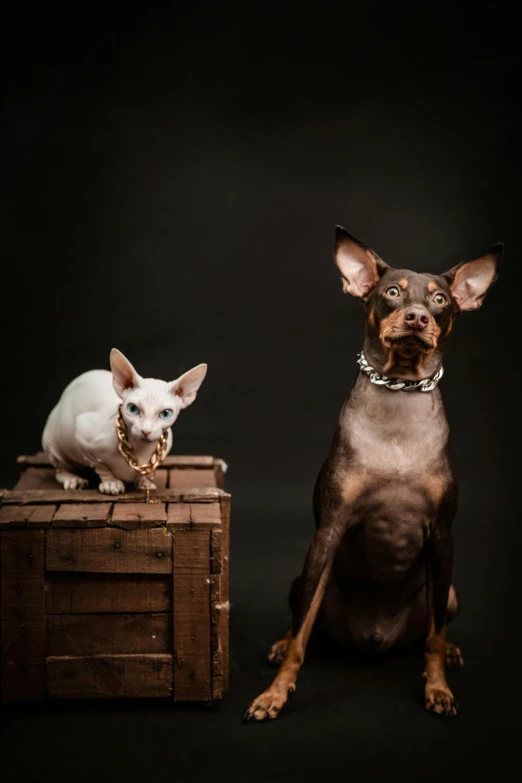 a dog with a collar sitting on top of a chest